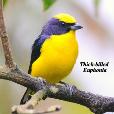 Thick-billed Euphonia